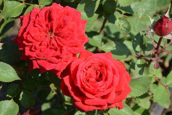 Инсел Майнау (Insel Mainau) — изображение 2