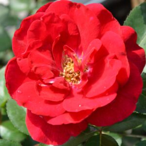 Бордо Кордес  (Kordes’Rose Bordeaux)