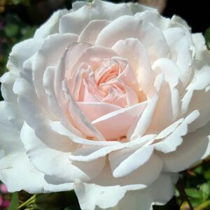 Грейт ноф Истэн Роуз (Great North Eastern Rose)