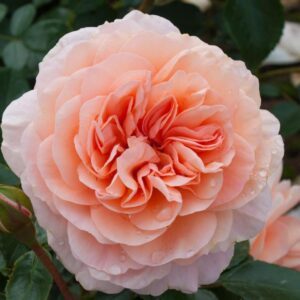Зангерхаузер Юбиляум розе (Sangerhauser Jubilaums rose)