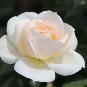 Лионе Роуз (Lions Rose)
