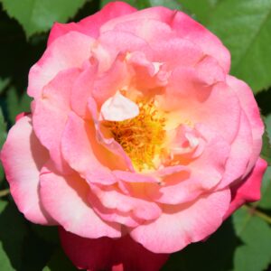 Марсель ан Фёрс (Marseilleen Fleurs)