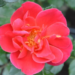 Мелюзина (Melusina)