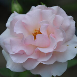 Розето Карла Финески (Roseto Carla Fineschi)