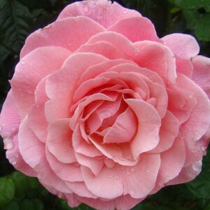 Тиклед Пинк (Tickled Pink)
