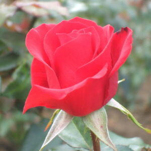 Ред Вельвет (Red Velvet)