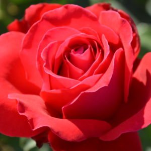 Дам де Кер  (Dame de Coeur)