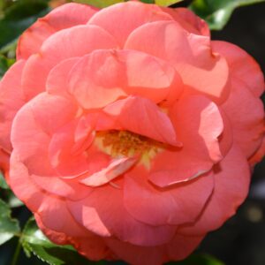 Зоммерзонне (Sommersonne)