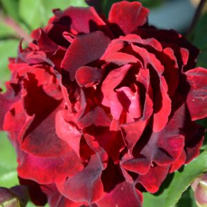 Индиан Раффлс (Indian's Ruffles)