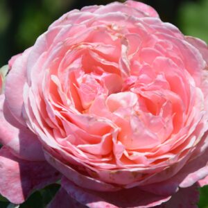 Кельнер Флора (Kolner Flora)