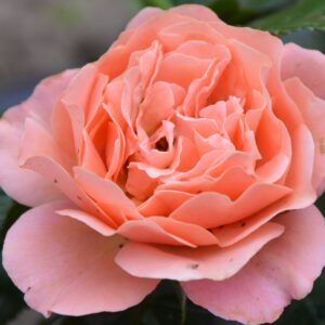 Корал Лионс-Розе (Coral Lions-Rose)