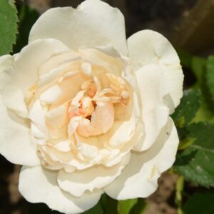 Крем Шантильи  (Crème Chantilly)