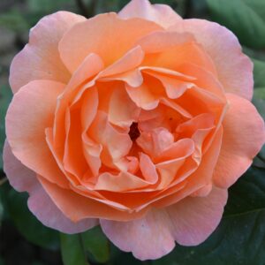 Леди Эмма Гамильтон (Lady Emma Hamilton)