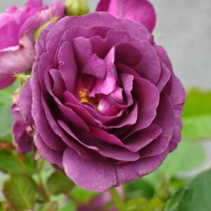 Минерва (Minerva)