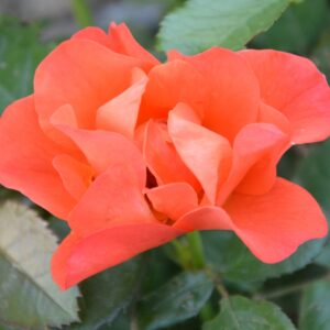 Мисс Танго (Miss Tangerine)