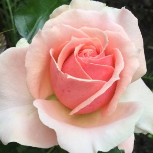 Поэзия (Poesie)