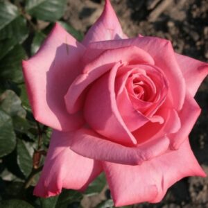 Рамира (Ramira)