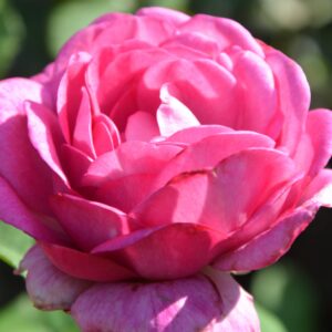 Роз Тельма (Rose Thelma)