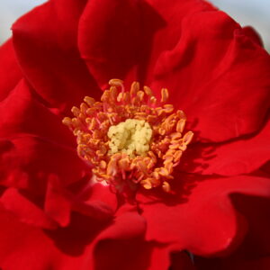 Ротер Корсар (Roter Korsar)