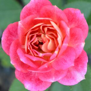 Сантенер де Лейле (Centenaire de L’Hay-les-roses)