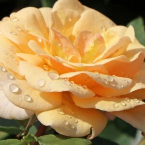 Свит Хани  (Sweet  Honey)