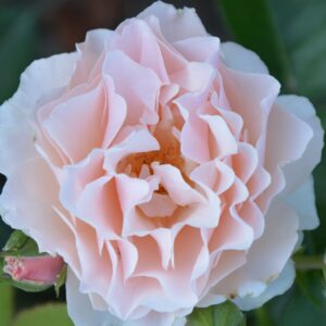 Твигги Роуз (Twiggy's Rose)